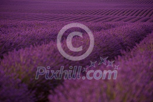 levender field  purple aromatic flowers  near valensole in provence france