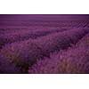 levender field  purple aromatic flowers  near valensole in provence france