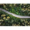 Birds eye view from the drone to a empty road through the forest with high trees. Top view.