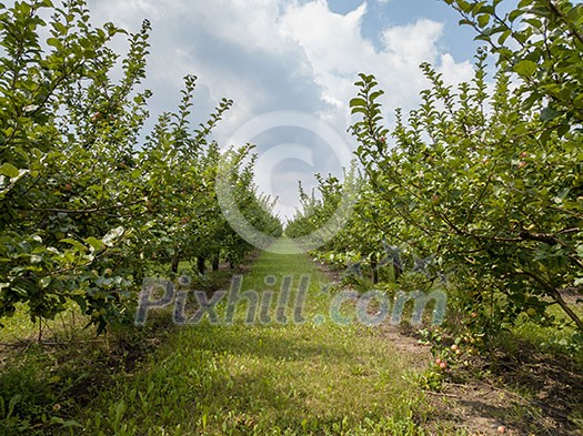 Long rows of apple trees with juicy organic fruits in the garden against the sky on a summer day. Agricultural grounds Long rows of apple trees with juicy organic fruits in the garden against the sky on a summer day. Agricultural grounds