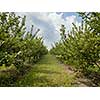 Long rows of apple trees with juicy organic fruits in the garden against the sky on a summer day. Agricultural grounds