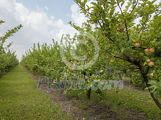 Fresh eco-friendly fruits in the apple orchard.Selsk garden before harvesting against the background of a cloudy sky
