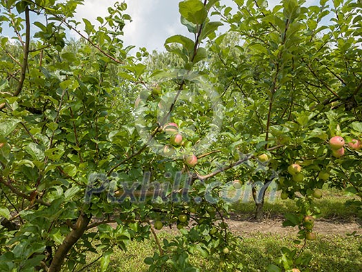 Apple-tree garden with eco-friendly fruits in the agricultural garden before the harvest harvest against the sky. Healthy fruits