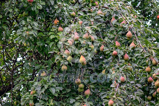 Orchard in the countryside. Pear tree with fruits. Growing organic, healthy food