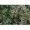 Orchard in the countryside. Pear tree with fruits. Growing organic, healthy food