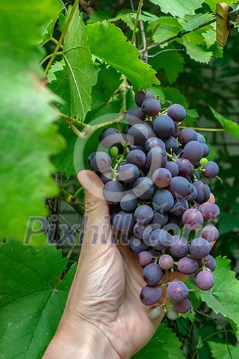 Organic grape. A man's hand holds a bunch of red ripe grapes in a rural garden. The concept of making wine