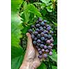 Organic grape. A man's hand holds a bunch of red ripe grapes in a rural garden. The concept of making wine