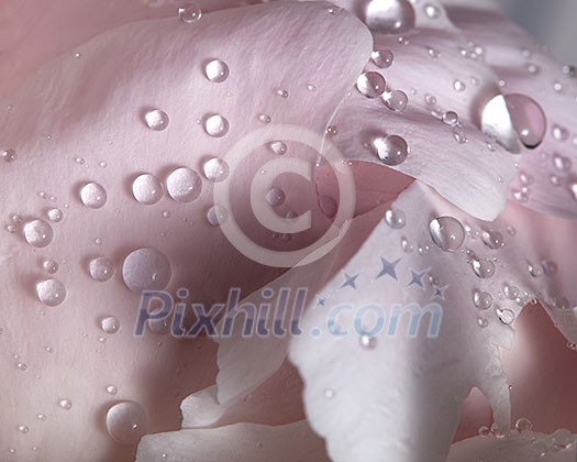 Delicate gentle pink petals of the peony with clear drops of dew. Flowering background. Macro photo Delicate gentle pink petals of the peony with clear drops of dew. Flowering background. Macro photo