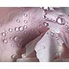 Delicate gentle pink petals of the peony with clear drops of dew. Flowering background. Macro photo