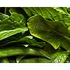 Close-up organic fresh green vegetables background. The green spinach ang peas for cooking a vegetarian salad. Clean detox food.