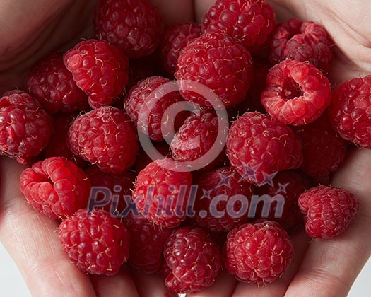 Natural fresh home grown berries of close-up. Natural organic raspberries background.