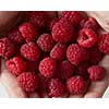 Natural fresh home grown berries of close-up. Natural organic raspberries background.