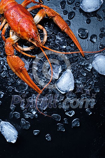 Freshly boiled crawfish on a dark table with ice
