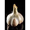 Closeup of Fresh Garlic on black background