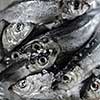 Closeup of Raw Baltic herring with salt.