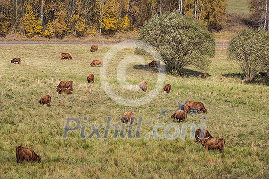 Cows on an autumnal  meadow