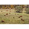 Cows on an autumnal  meadow