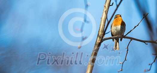 The European robin (Erithacus rubecula) known simply as the robin or robin redbreast