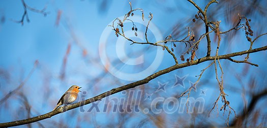 The European robin (Erithacus rubecula) known simply as the robin or robin redbreast