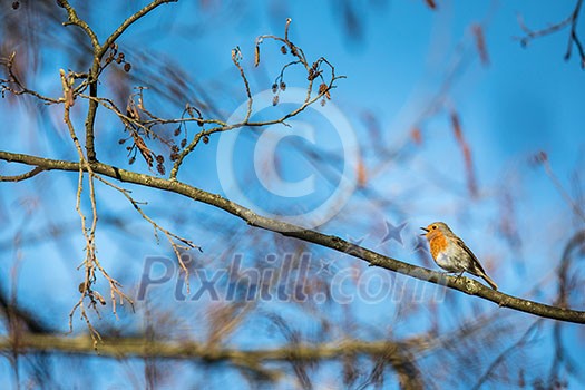 The European robin (Erithacus rubecula) known simply as the robin or robin redbreast The European robin (Erithacus rubecula) known simply as the robin or robin redbreast