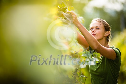 Woman picking grape during wine harvest