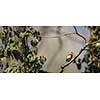 The European robin (Erithacus rubecula) known simply as the robin or robin redbreast