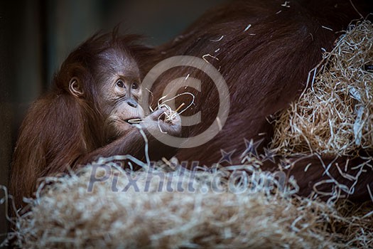 Stare of an orangutan baby, hanging on thick rope. A little great ape is going to be an alpha male. Human like monkey cub in shaggy red fur.