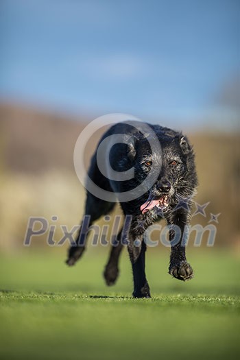 Portrait of a black dog running fast outdoor, shallow DOF, sharp focus Portrait of a black dog running fast outdoor, shallow DOF, sharp focus