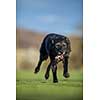 Portrait of a black dog running fast outdoor, shallow DOF, sharp focus