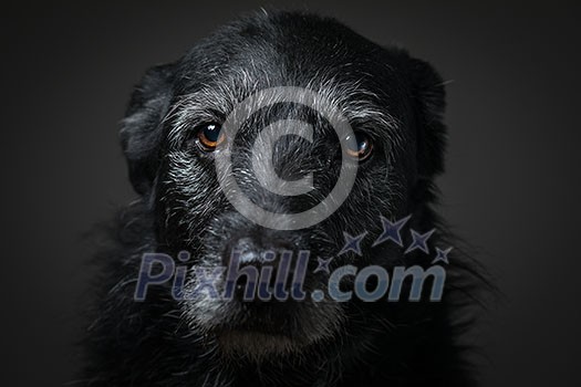 Portrait of a black dog against a black backdrop in a studio