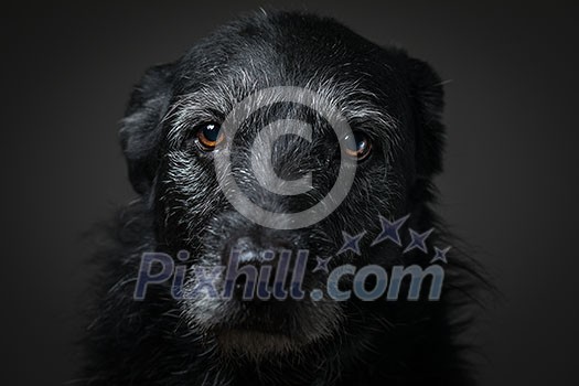 Portrait of a black dog against a black backdrop in a studio Portrait of a black dog against a black backdrop in a studio