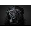 Portrait of a black dog against a black backdrop in a studio