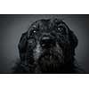 Portrait of a black dog against a black backdrop in a studio