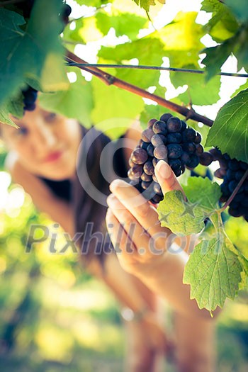 Grapes in a vineyard being checked by a female vintner