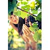 Grapes in a vineyard being checked by a female vintner