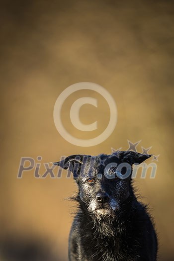 Cute black dog outdoors looking at the camera (with lots of copy space)
