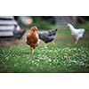 Hen in a farmyard (Gallus gallus domesticus)