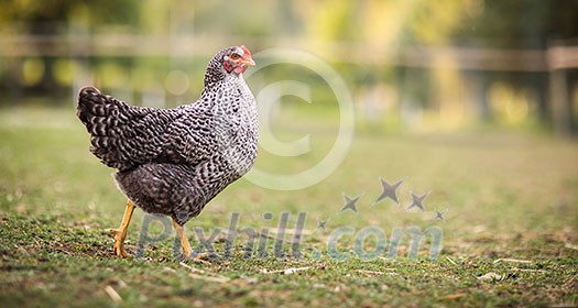 Hen in a farmyard (Gallus gallus domesticus) Hen in a farmyard (Gallus gallus domesticus)