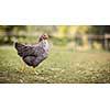 Hen in a farmyard (Gallus gallus domesticus)