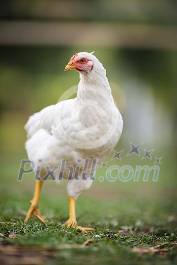 Hen in a farmyard (Gallus gallus domesticus) Hen in a farmyard (Gallus gallus domesticus)