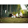 Hen in a farmyard (Gallus gallus domesticus)