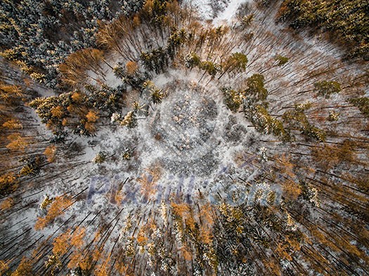 Aerial view of winter forest - trees covered with snow