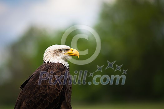 Portrait of a proud majestic American Bald Eagle Portrait of a proud majestic American Bald Eagle
