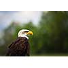 Portrait of a proud majestic American Bald Eagle