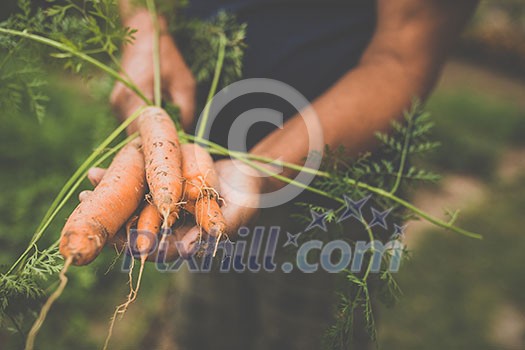 Gardener holding carrots in his hands - freshly harvested organic food from his permaculture garden