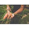 Gardener holding carrots in his hands - freshly harvested organic food from his permaculture garden