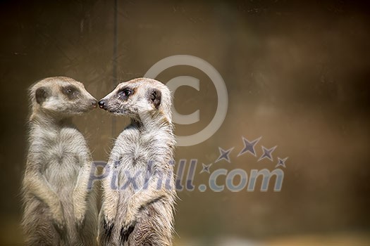 Narcisstic meerkat admiring its reflection Narcisstic meerkat admiring its reflection