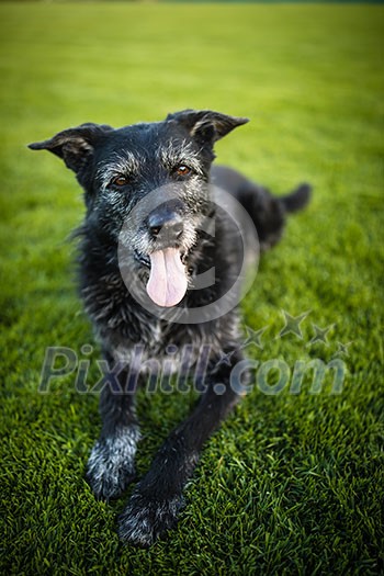 Portrait of a black dog resting after running fast outdoors, shallow DOF, sharp focus Portrait of a black dog resting after running fast outdoors, shallow DOF, sharp focus