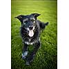 Portrait of a black dog resting after running fast outdoors, shallow DOF, sharp focus