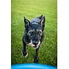 Portrait of a black dog running fast outdoors, playing with frisbee  (shallow DOF, sharp focus